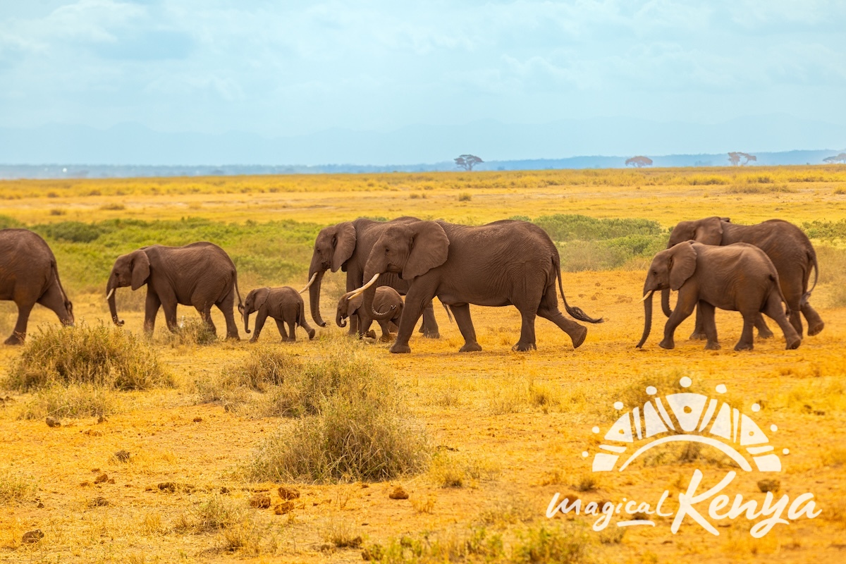 Amboseli thumbnail 2