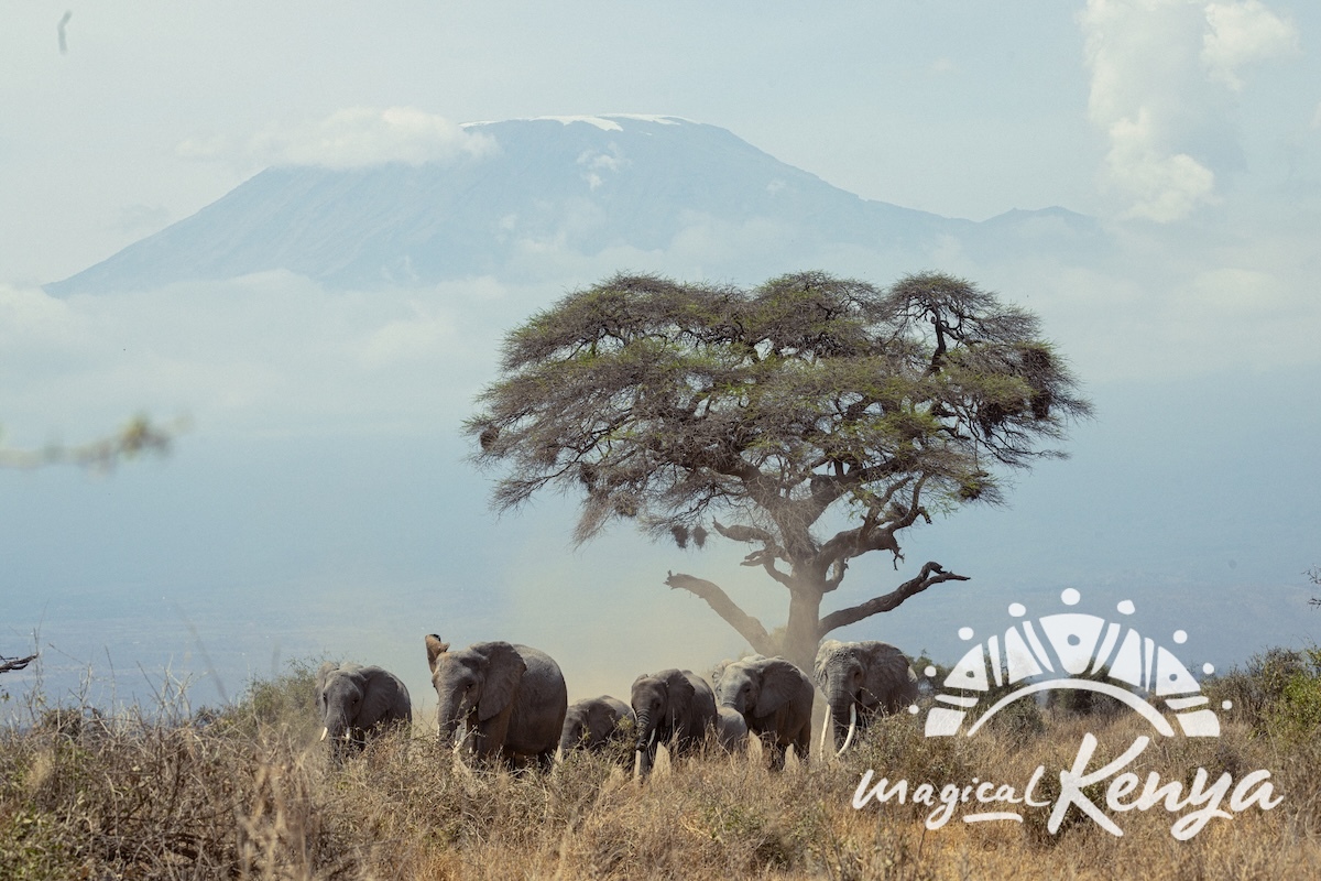 Amboseli thumbnail 3