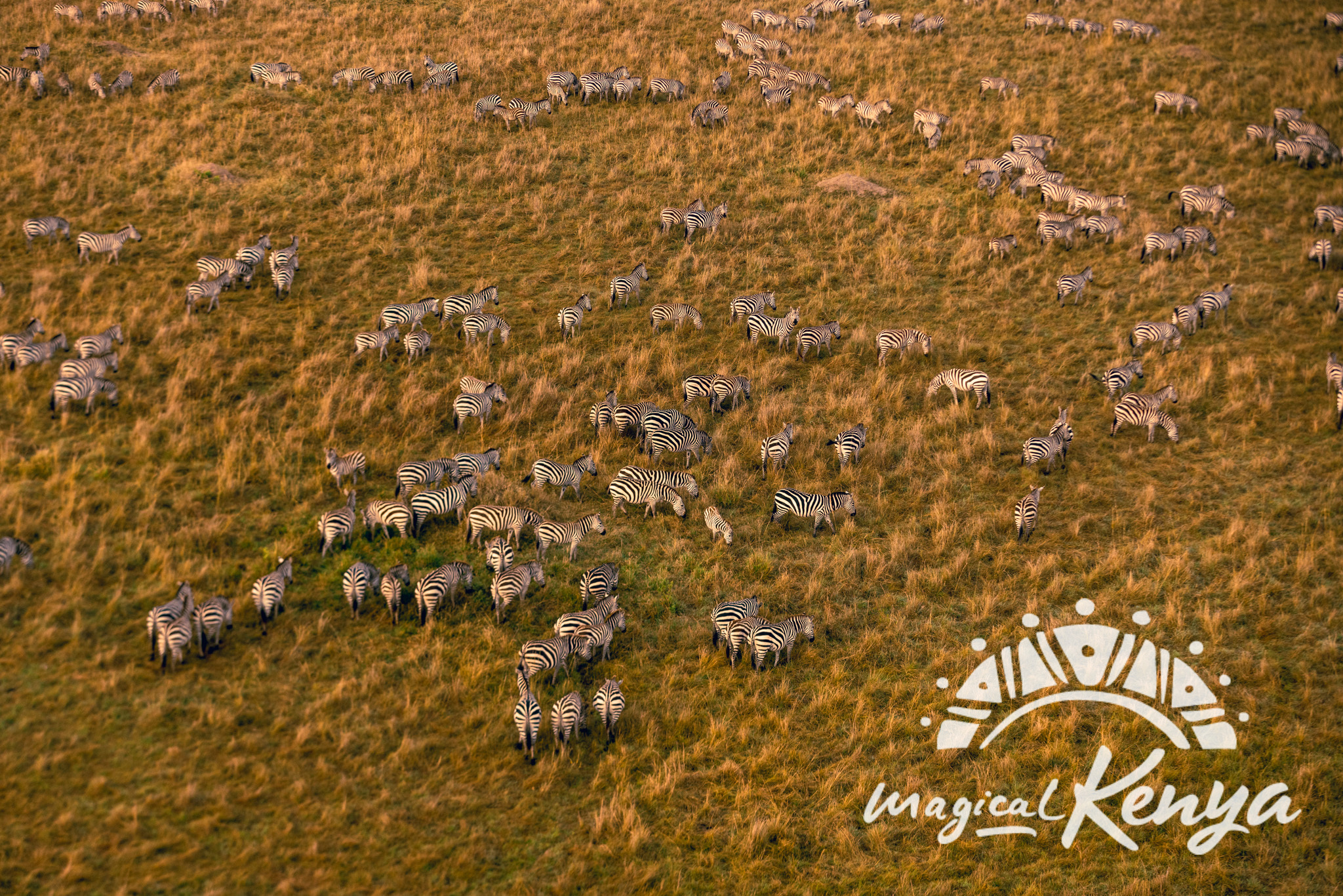 Maasai Mara thumbnail 4